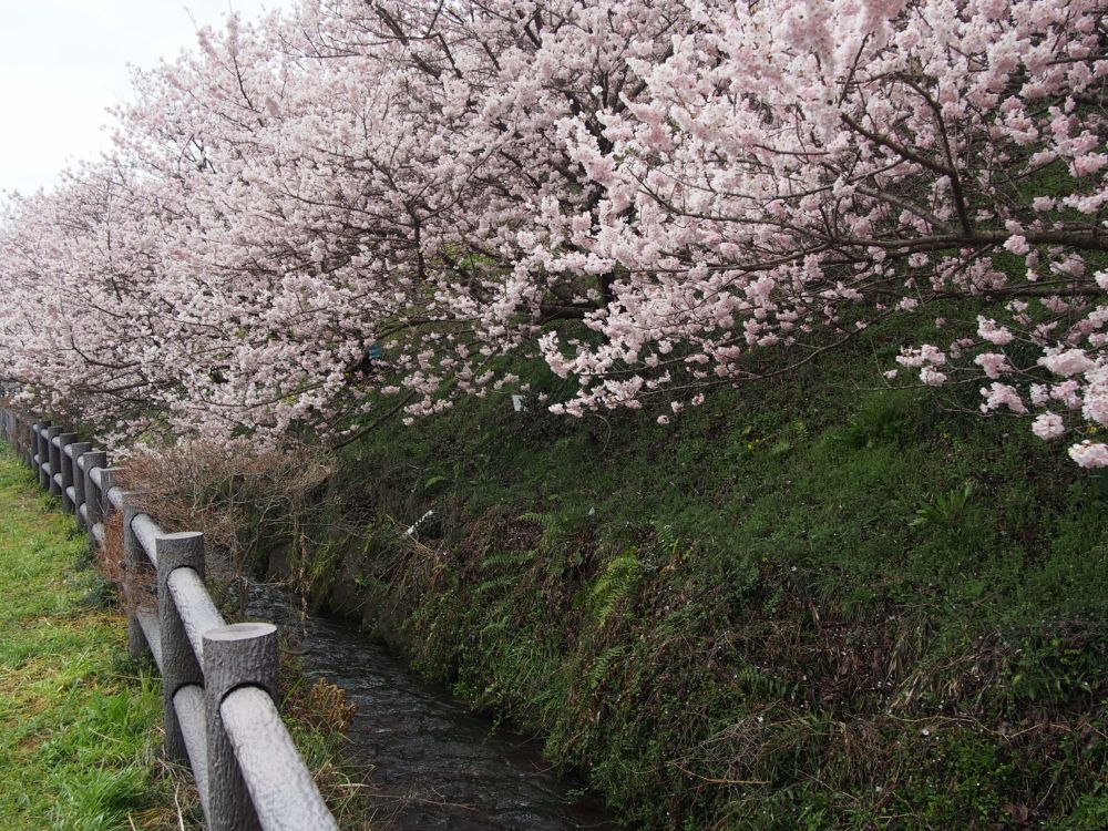 一の堰ハラネの春めき桜
