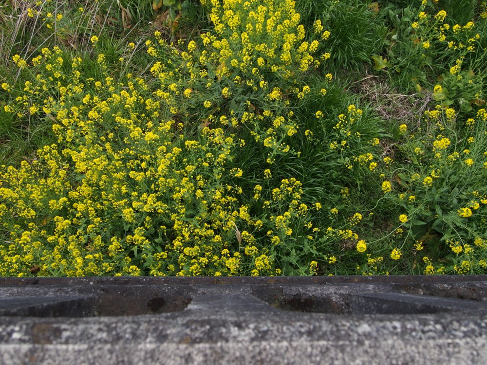 お花見