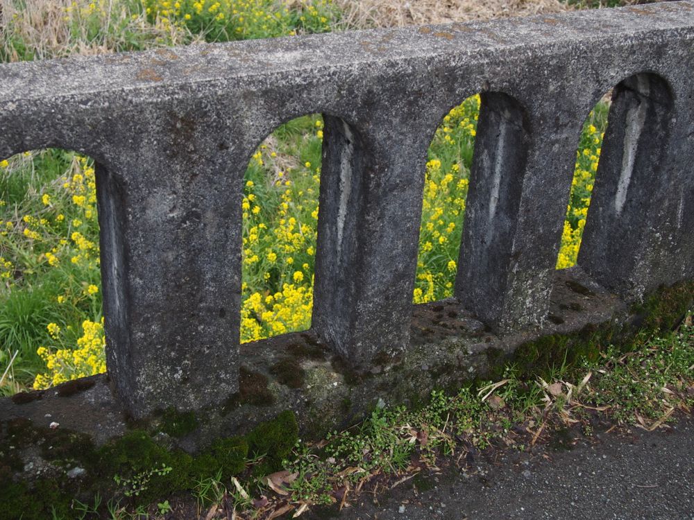 菜の花