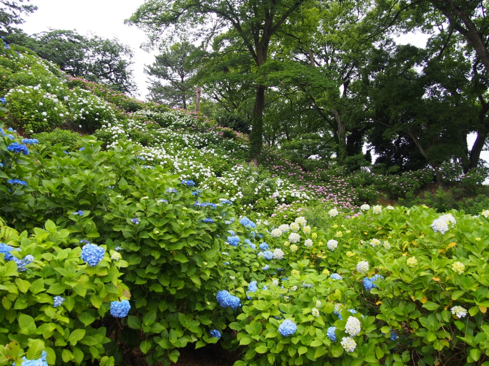 小田原城 小田原城