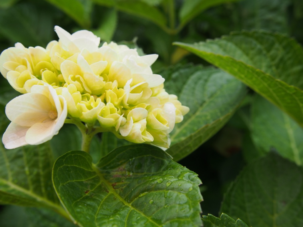紫陽花 紫陽花