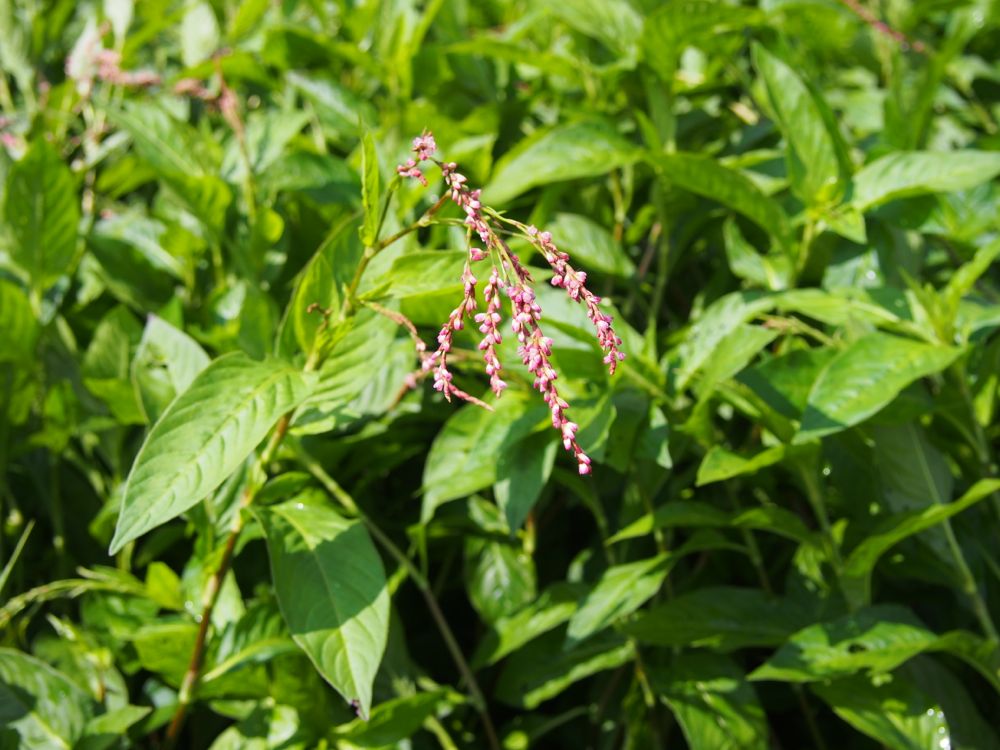 藍の花 藍の花