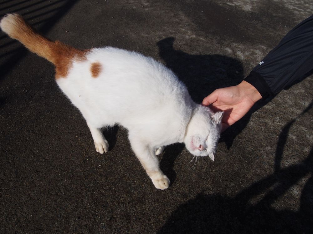 はたけねこ はたけねこ