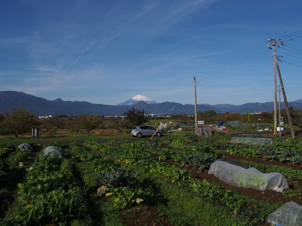 無農薬栽培野菜 無農薬栽培野菜