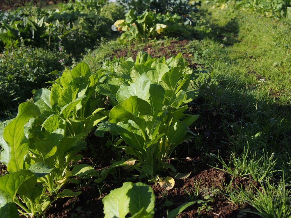 有機栽培野菜 有機栽培野菜