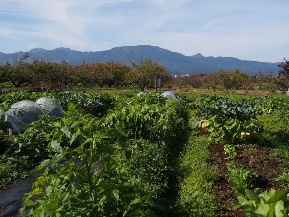 雑草の力 雑草の力