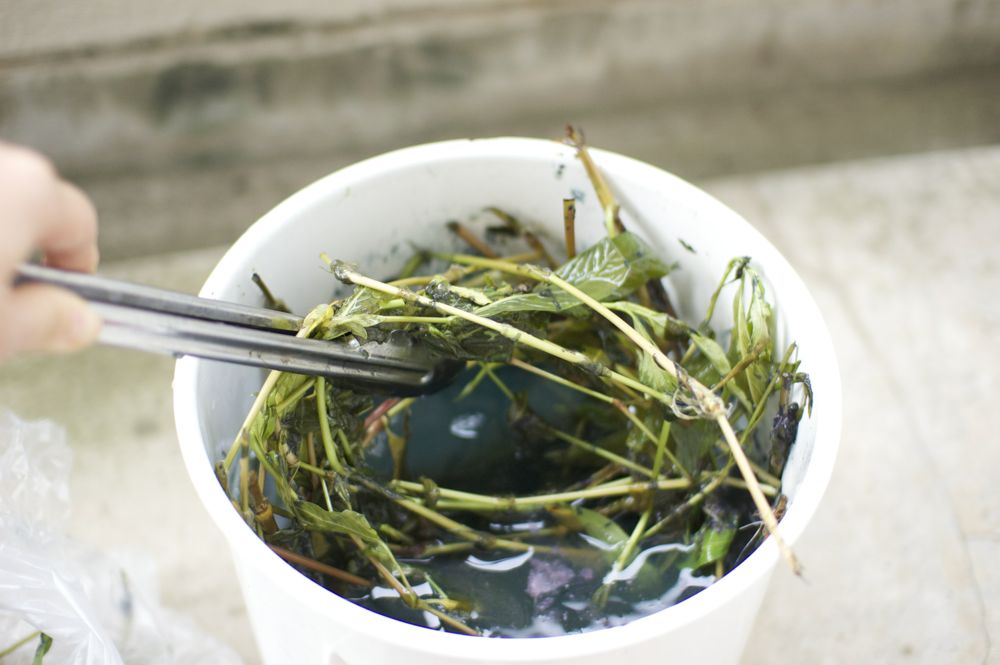 藍の生葉の発酵煮染法 藍の生葉の発酵煮染法