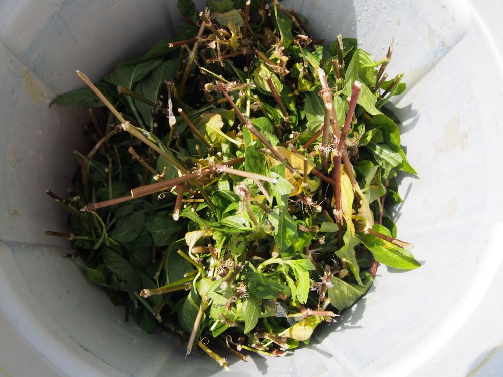 藍の生葉の発酵煮染法 藍の生葉の発酵煮染法