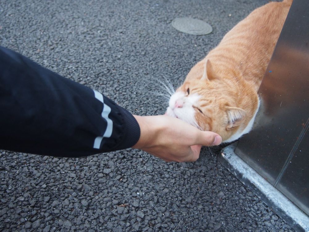 トラちゃん トラちゃん