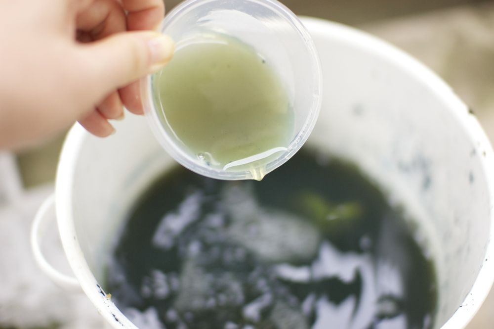 藍の生葉の発酵煮染法 藍の生葉の発酵煮染法