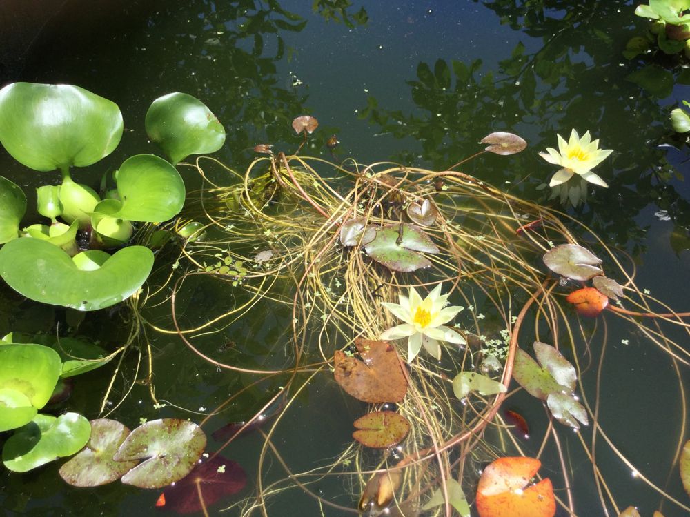 蓮の花