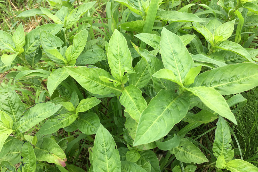 藍の種